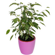 Ficus Golden King + Cachep Rosa